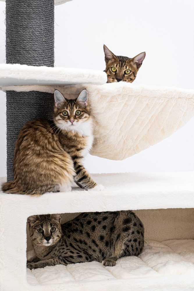 Cats on a Cat Tree 